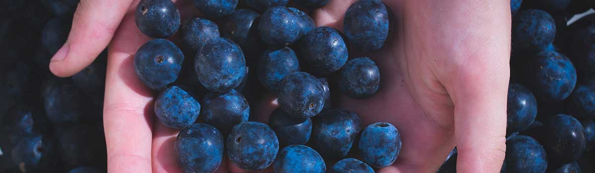 Blueberries: Sweet, Juicy, Healthy - Featured Image